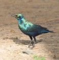 /album/photogallery/greater-blue-eared-glossy-starling-kololi-jpg/